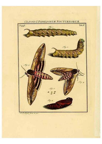 Reproducción/Reproduction 7158147196: De natuurlyke historie der insecten;. Te Haarlem,By C. H. Bohn en H. de Wit, boekverkoopers[1764-68]