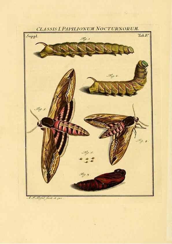 Reproducción/Reproduction 7158147196: De natuurlyke historie der insecten;. Te Haarlem,By C. H. Bohn en H. de Wit, boekverkoopers[1764-68]