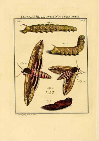 Reproducción/Reproduction 7158147196: De natuurlyke historie der insecten;. Te Haarlem,By C. H. Bohn en H. de Wit, boekverkoopers[1764-68]