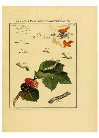 Reproducción/Reproduction 7158150084: De natuurlyke historie der insecten;. Te Haarlem,By C. H. Bohn en H. de Wit, boekverkoopers[1764-68]