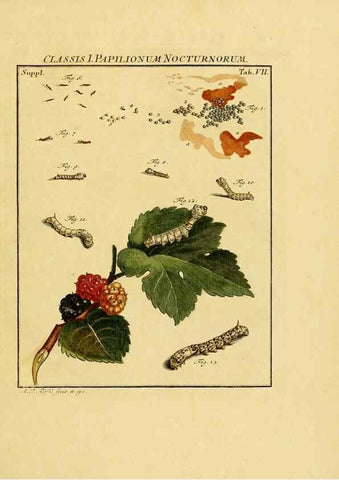 Reproducción/Reproduction 7158150084: De natuurlyke historie der insecten;. Te Haarlem,By C. H. Bohn en H. de Wit, boekverkoopers[1764-68]