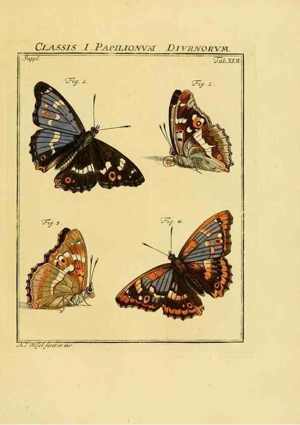 Reproducción/Reproduction 7158195434: De natuurlyke historie der insecten;. Te Haarlem,By C. H. Bohn en H. de Wit, boekverkoopers[1764-68]