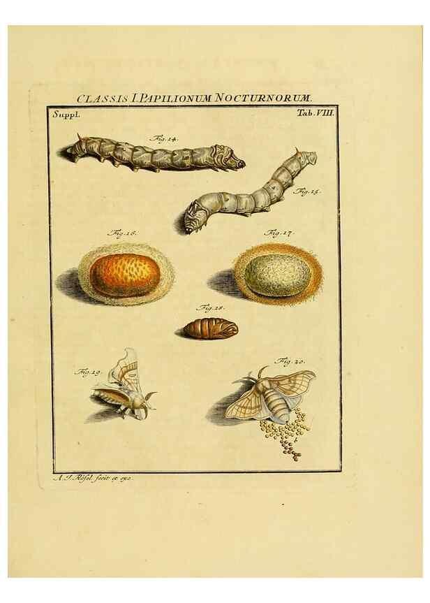 Reproducción/Reproduction 7158151982: De natuurlyke historie der insecten;. Te Haarlem,By C. H. Bohn en H. de Wit, boekverkoopers[1764-68]