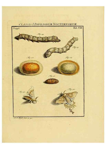 Reproducción/Reproduction 7158151982: De natuurlyke historie der insecten;. Te Haarlem,By C. H. Bohn en H. de Wit, boekverkoopers[1764-68]