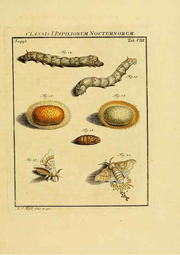 Reproducción/Reproduction 7158151982: De natuurlyke historie der insecten;. Te Haarlem,By C. H. Bohn en H. de Wit, boekverkoopers[1764-68]