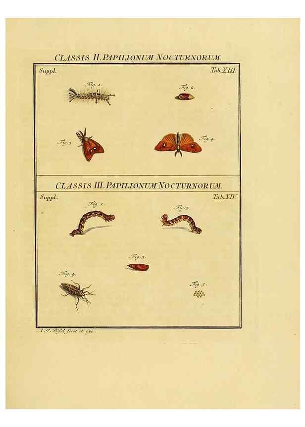 Reproducción/Reproduction 7158157748: De natuurlyke historie der insecten;. Te Haarlem,By C. H. Bohn en H. de Wit, boekverkoopers[1764-68]