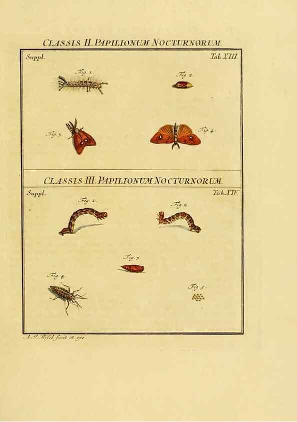 Reproducción/Reproduction 7158157748: De natuurlyke historie der insecten;. Te Haarlem,By C. H. Bohn en H. de Wit, boekverkoopers[1764-68]