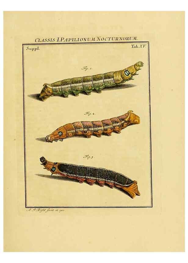 Reproducción/Reproduction 7158159464: De natuurlyke historie der insecten;. Te Haarlem,By C. H. Bohn en H. de Wit, boekverkoopers[1764-68]