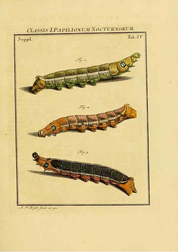 Reproducción/Reproduction 7158159464: De natuurlyke historie der insecten;. Te Haarlem,By C. H. Bohn en H. de Wit, boekverkoopers[1764-68]