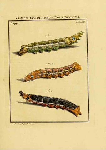 Reproducción/Reproduction 7158159464: De natuurlyke historie der insecten;. Te Haarlem,By C. H. Bohn en H. de Wit, boekverkoopers[1764-68]