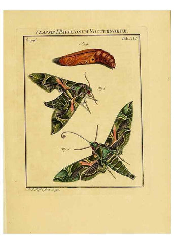 Reproducción/Reproduction 7158161290: De natuurlyke historie der insecten;. Te Haarlem,By C. H. Bohn en H. de Wit, boekverkoopers[1764-68]