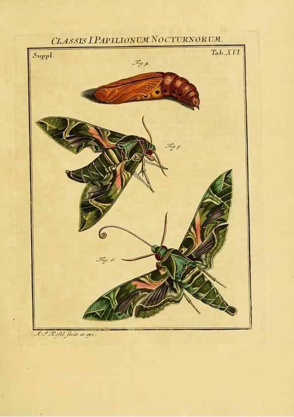 Reproducción/Reproduction 7158161290: De natuurlyke historie der insecten;. Te Haarlem,By C. H. Bohn en H. de Wit, boekverkoopers[1764-68]