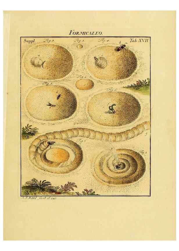Reproducción/Reproduction 7158163474: De natuurlyke historie der insecten;. Te Haarlem,By C. H. Bohn en H. de Wit, boekverkoopers[1764-68]