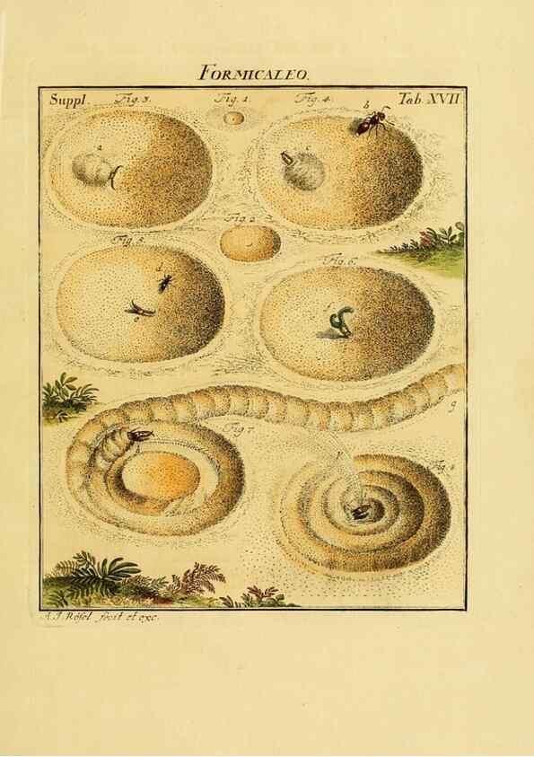 Reproducción/Reproduction 7158163474: De natuurlyke historie der insecten;. Te Haarlem,By C. H. Bohn en H. de Wit, boekverkoopers[1764-68]