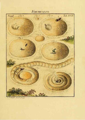 Reproducción/Reproduction 7158163474: De natuurlyke historie der insecten;. Te Haarlem,By C. H. Bohn en H. de Wit, boekverkoopers[1764-68]