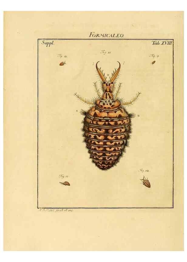 Reproducción/Reproduction 7158165374: De natuurlyke historie der insecten;. Te Haarlem,By C. H. Bohn en H. de Wit, boekverkoopers[1764-68]