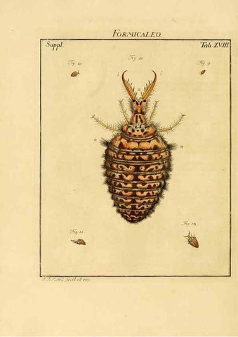 Reproducción/Reproduction 7158165374: De natuurlyke historie der insecten;. Te Haarlem,By C. H. Bohn en H. de Wit, boekverkoopers[1764-68]