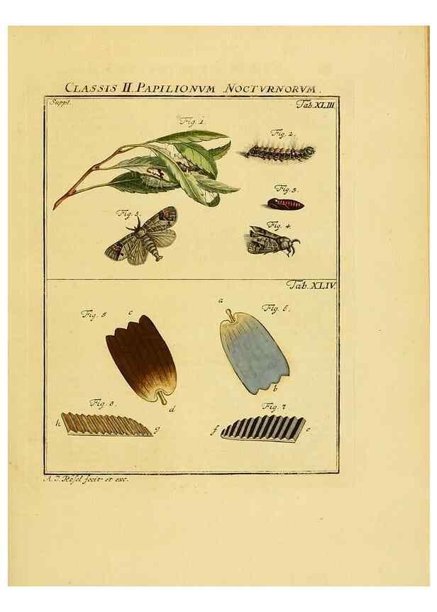 Reproducción/Reproduction 7158197092: De natuurlyke historie der insecten;. Te Haarlem,By C. H. Bohn en H. de Wit, boekverkoopers[1764-68]