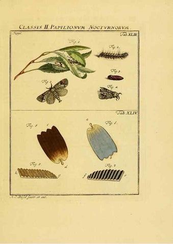 Reproducción/Reproduction 7158197092: De natuurlyke historie der insecten;. Te Haarlem,By C. H. Bohn en H. de Wit, boekverkoopers[1764-68]