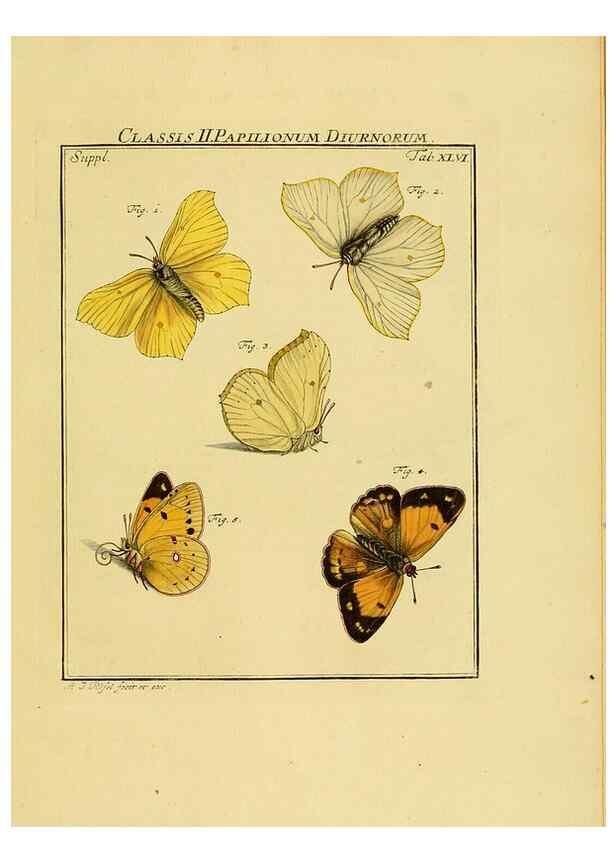 Reproducción/Reproduction 7158200110: De natuurlyke historie der insecten;. Te Haarlem,By C. H. Bohn en H. de Wit, boekverkoopers[1764-68]
