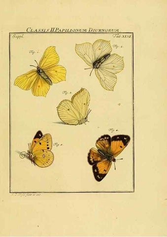 Reproducción/Reproduction 7158200110: De natuurlyke historie der insecten;. Te Haarlem,By C. H. Bohn en H. de Wit, boekverkoopers[1764-68]