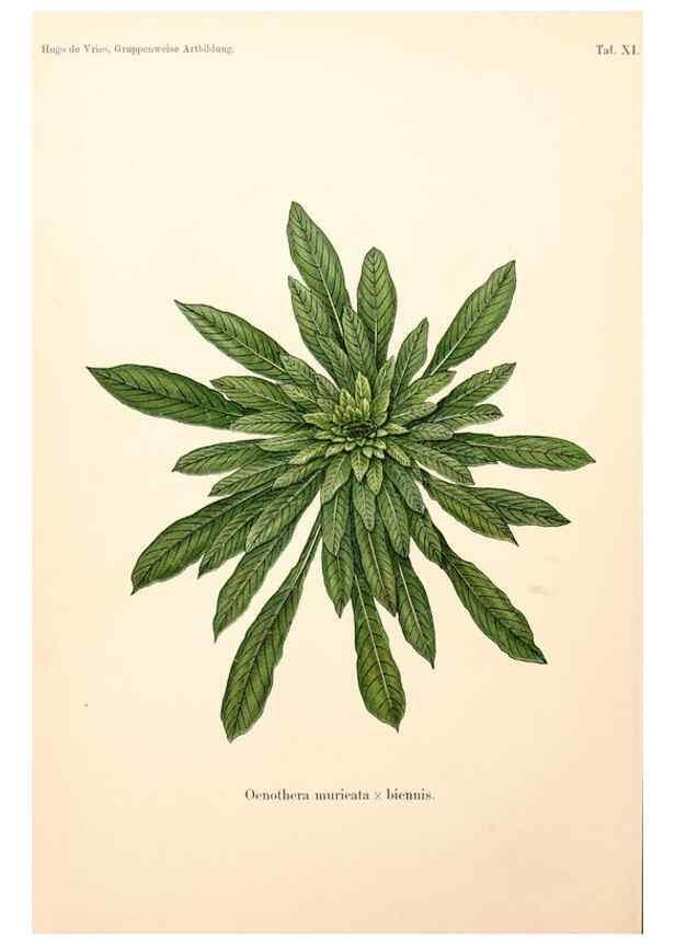 Reproducción/Reproduction 7164918558: Gruppenweise artbildung unter spezieller berücksichtigung der gattung Oenothera,. Berlin,Gebrüder Borntraeger,1913.