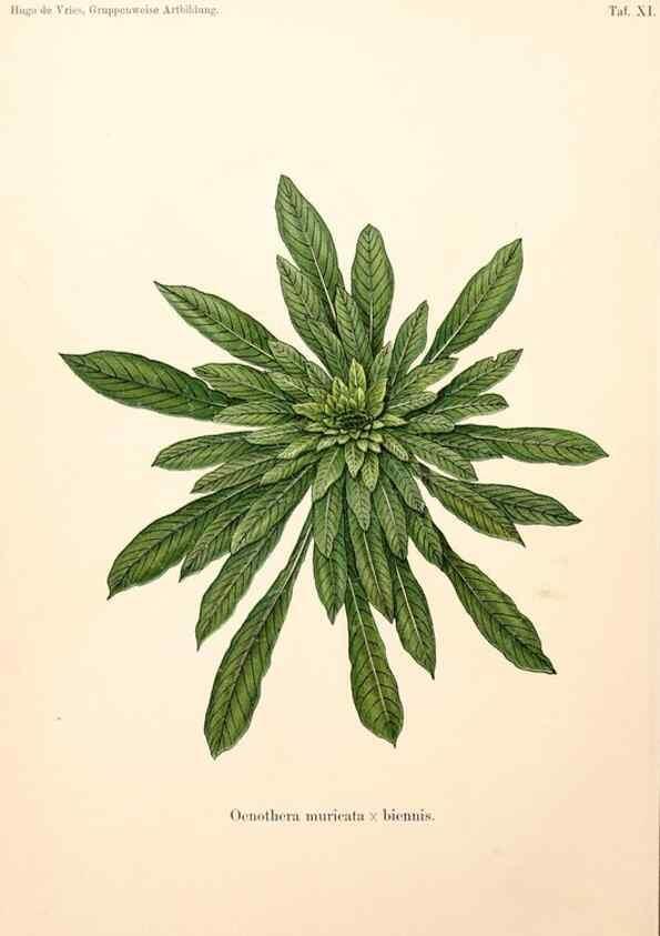 Reproducción/Reproduction 7164918558: Gruppenweise artbildung unter spezieller berücksichtigung der gattung Oenothera,. Berlin,Gebrüder Borntraeger,1913.