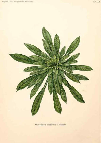 Reproducción/Reproduction 7164918558: Gruppenweise artbildung unter spezieller berücksichtigung der gattung Oenothera,. Berlin,Gebrüder Borntraeger,1913.