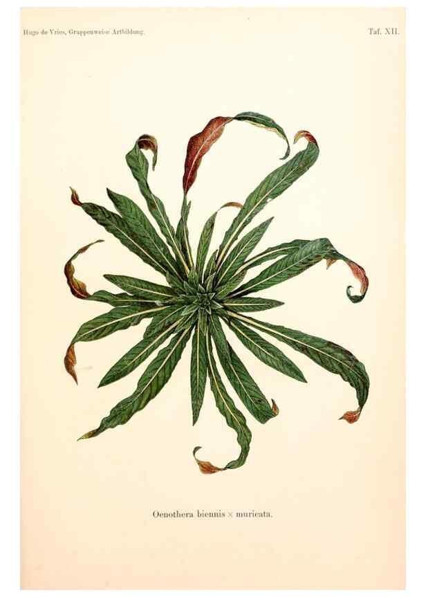 Reproducción/Reproduction 7164919346: Gruppenweise artbildung unter spezieller berücksichtigung der gattung Oenothera,. Berlin,Gebrüder Borntraeger,1913.