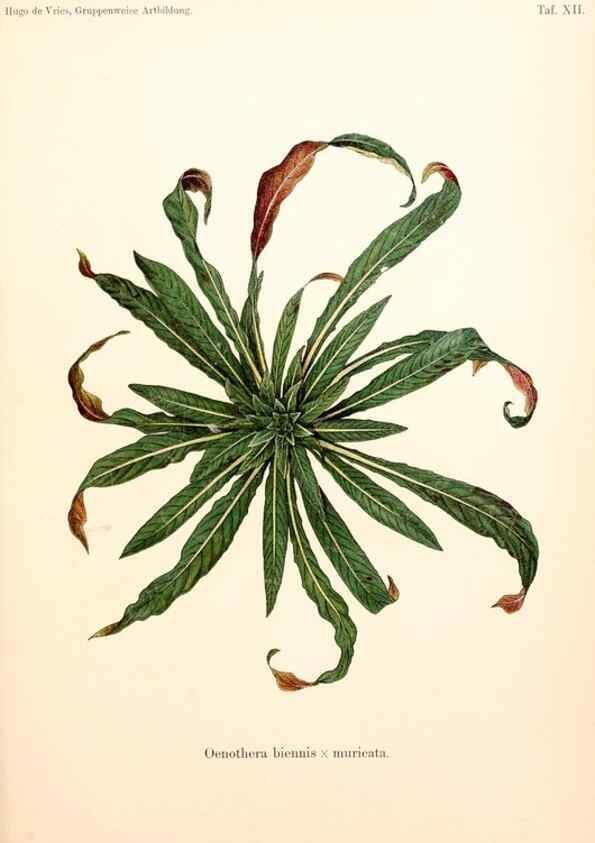 Reproducción/Reproduction 7164919346: Gruppenweise artbildung unter spezieller berücksichtigung der gattung Oenothera,. Berlin,Gebrüder Borntraeger,1913.