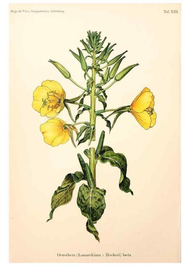 Reproducción/Reproduction 7164920160: Gruppenweise artbildung unter spezieller berücksichtigung der gattung Oenothera,. Berlin,Gebrüder Borntraeger,1913.