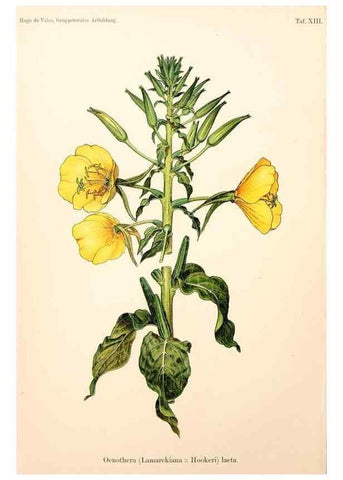 Reproducción/Reproduction 7164920160: Gruppenweise artbildung unter spezieller berücksichtigung der gattung Oenothera,. Berlin,Gebrüder Borntraeger,1913.