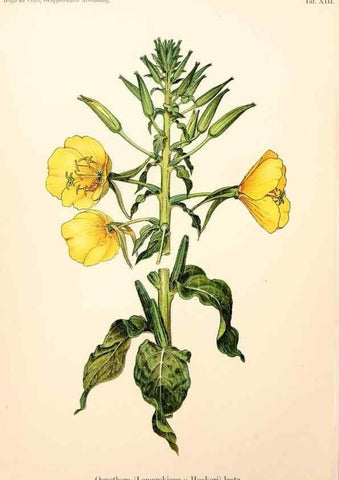 Reproducción/Reproduction 7164920160: Gruppenweise artbildung unter spezieller berücksichtigung der gattung Oenothera,. Berlin,Gebrüder Borntraeger,1913.