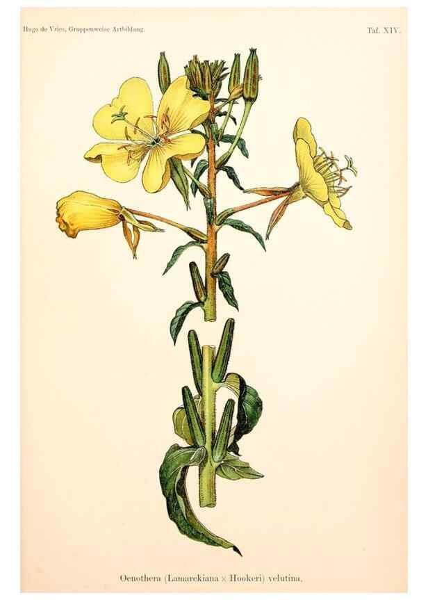 Reproducción/Reproduction 7164921350: Gruppenweise artbildung unter spezieller berücksichtigung der gattung Oenothera,. Berlin,Gebrüder Borntraeger,1913.