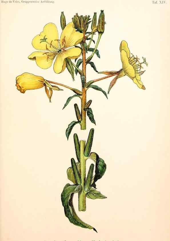 Reproducción/Reproduction 7164921350: Gruppenweise artbildung unter spezieller berücksichtigung der gattung Oenothera,. Berlin,Gebrüder Borntraeger,1913.