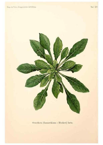 Reproducción/Reproduction 7164922870: Gruppenweise artbildung unter spezieller berücksichtigung der gattung Oenothera,. Berlin,Gebrüder Borntraeger,1913.