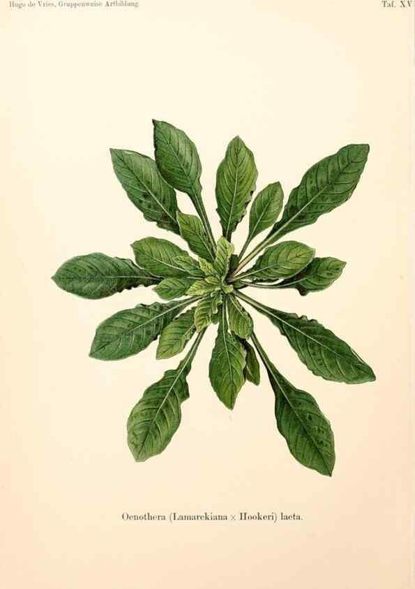 Reproducción/Reproduction 7164922870: Gruppenweise artbildung unter spezieller berücksichtigung der gattung Oenothera,. Berlin,Gebrüder Borntraeger,1913.