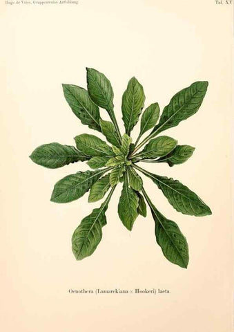 Reproducción/Reproduction 7164922870: Gruppenweise artbildung unter spezieller berücksichtigung der gattung Oenothera,. Berlin,Gebrüder Borntraeger,1913.