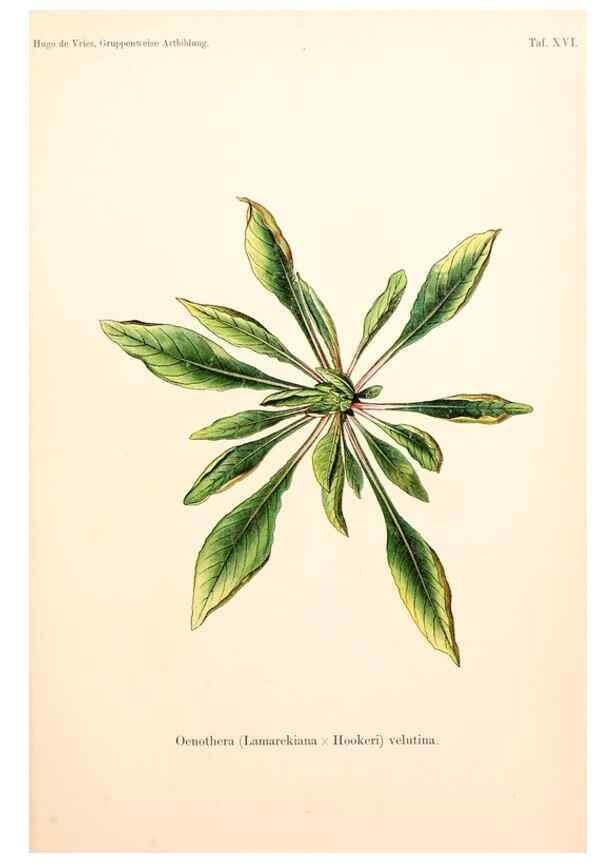 Reproducción/Reproduction 7164923748: Gruppenweise artbildung unter spezieller berücksichtigung der gattung Oenothera,. Berlin,Gebrüder Borntraeger,1913.