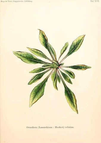 Reproducción/Reproduction 7164923748: Gruppenweise artbildung unter spezieller berücksichtigung der gattung Oenothera,. Berlin,Gebrüder Borntraeger,1913.