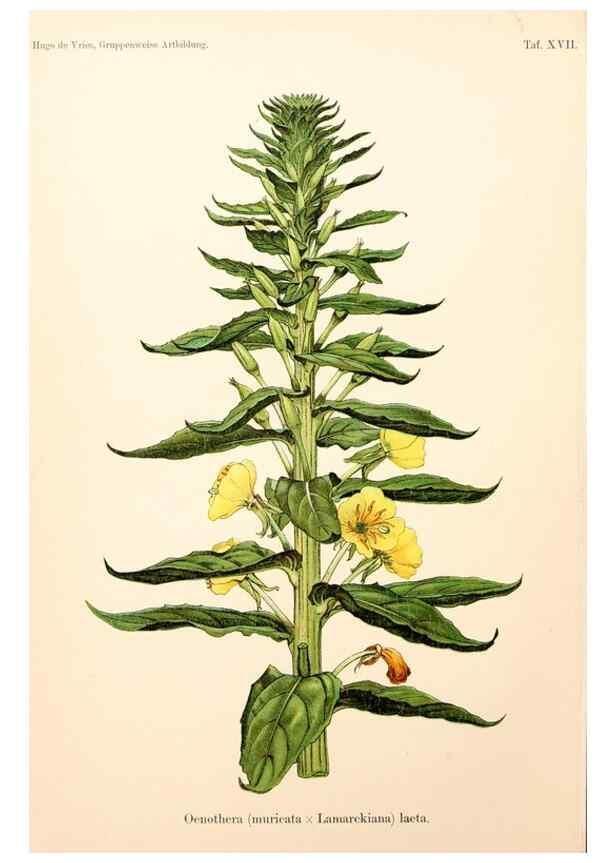 Reproducción/Reproduction 7164924700: Gruppenweise artbildung unter spezieller berücksichtigung der gattung Oenothera,. Berlin,Gebrüder Borntraeger,1913.