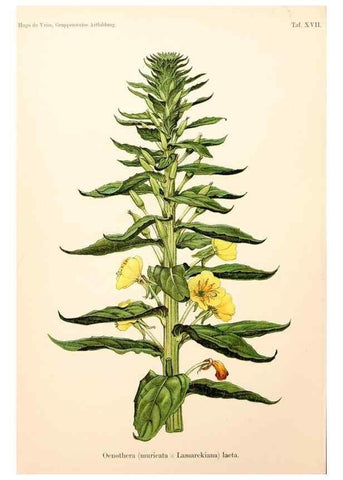 Reproducción/Reproduction 7164924700: Gruppenweise artbildung unter spezieller berücksichtigung der gattung Oenothera,. Berlin,Gebrüder Borntraeger,1913.