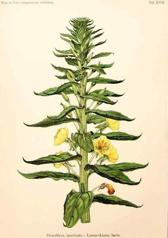 Reproducción/Reproduction 7164924700: Gruppenweise artbildung unter spezieller berücksichtigung der gattung Oenothera,. Berlin,Gebrüder Borntraeger,1913.