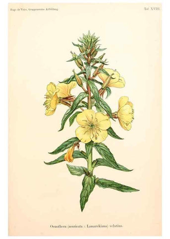 Reproducción/Reproduction 7164925800: Gruppenweise artbildung unter spezieller berücksichtigung der gattung Oenothera,. Berlin,Gebrüder Borntraeger,1913.