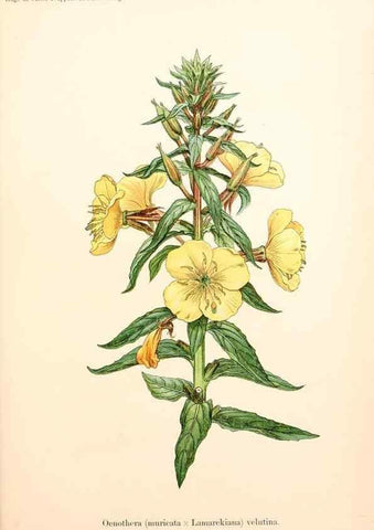 Reproducción/Reproduction 7164925800: Gruppenweise artbildung unter spezieller berücksichtigung der gattung Oenothera,. Berlin,Gebrüder Borntraeger,1913.
