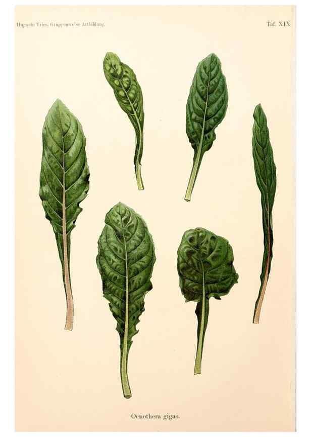 Reproducción/Reproduction 7164926890: Gruppenweise artbildung unter spezieller berücksichtigung der gattung Oenothera,. Berlin,Gebrüder Borntraeger,1913.