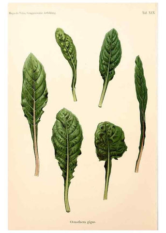 Reproducción/Reproduction 7164926890: Gruppenweise artbildung unter spezieller berücksichtigung der gattung Oenothera,. Berlin,Gebrüder Borntraeger,1913.