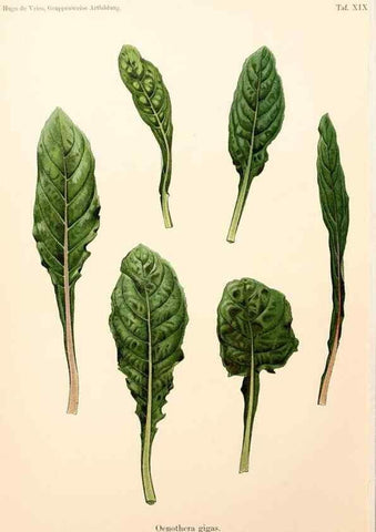 Reproducción/Reproduction 7164926890: Gruppenweise artbildung unter spezieller berücksichtigung der gattung Oenothera,. Berlin,Gebrüder Borntraeger,1913.