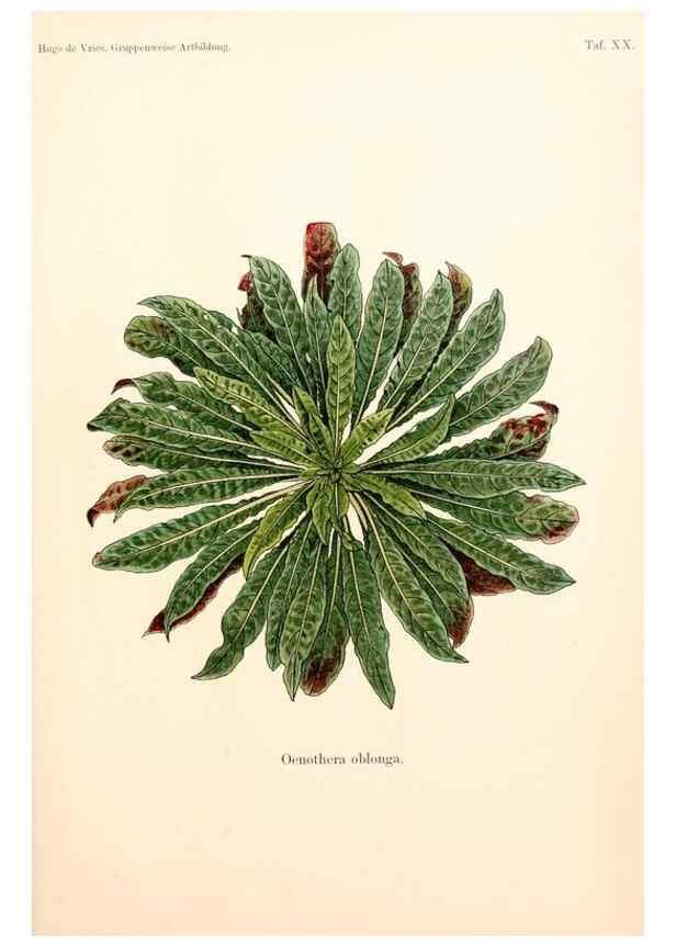 Reproducción/Reproduction 7164927792: Gruppenweise artbildung unter spezieller berücksichtigung der gattung Oenothera,. Berlin,Gebrüder Borntraeger,1913.