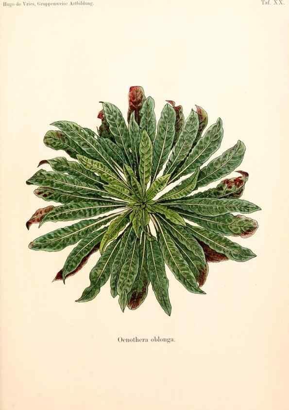 Reproducción/Reproduction 7164927792: Gruppenweise artbildung unter spezieller berücksichtigung der gattung Oenothera,. Berlin,Gebrüder Borntraeger,1913.